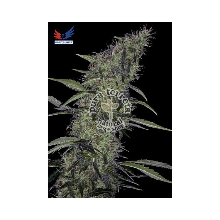 Somango 47 Positronics 