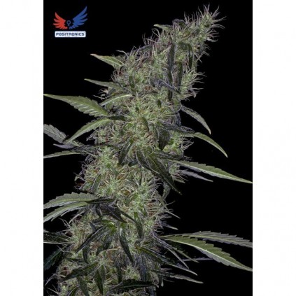Somango 47 Positronics 
