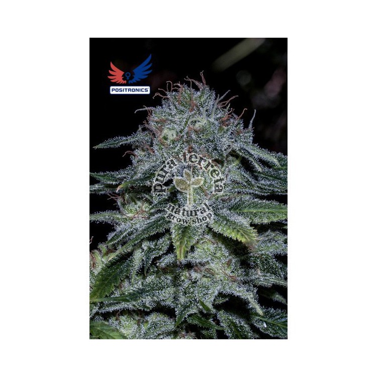 Mystic Cookies Positronics