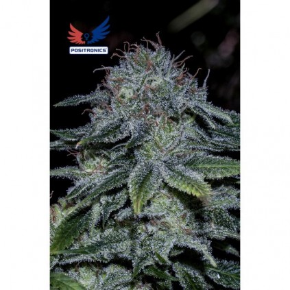 Mystic Cookies Positronics