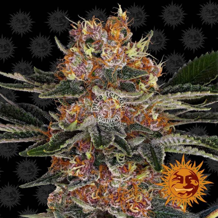 Purple Punch Barney´s