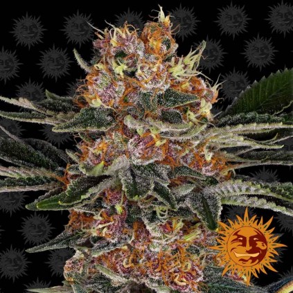 Purple Punch Barney´s