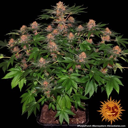 Purple Punch Barney´s
