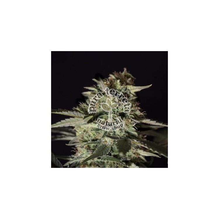 Medizinal CBD