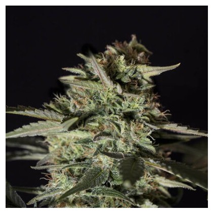Medizinal CBD