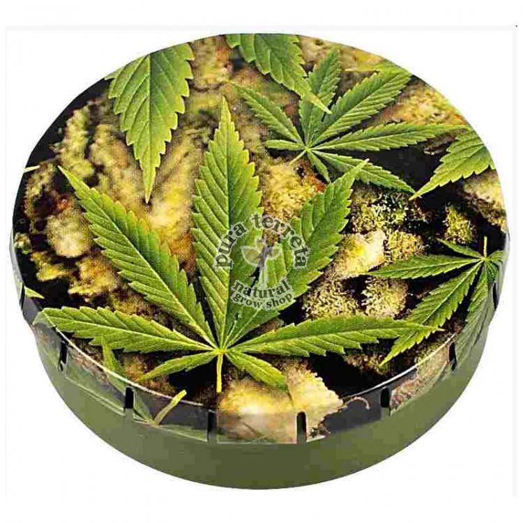 Caja Click Clack Buds Leaves