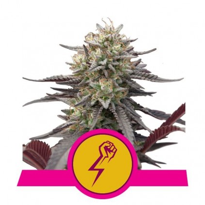 Green Crack Punch Royal Queen Seeds