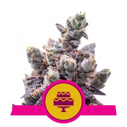 Wedding Gelato Royal Queen Seeds