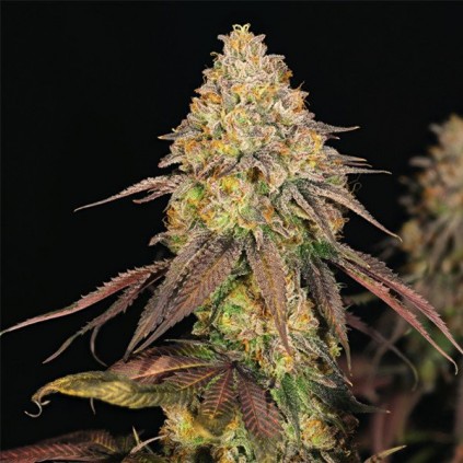 Legendary OG Punch Royal Queen Seeds