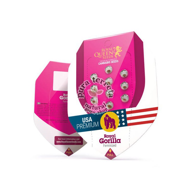 Royal Gorilla Royal Queen Seeds