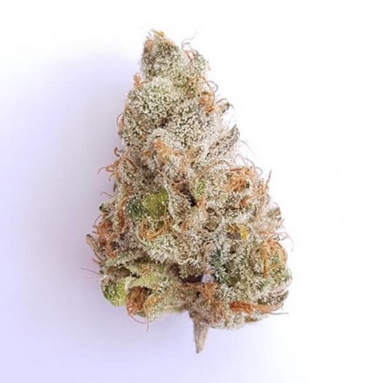 Fat Banana Royal Queen Seeds