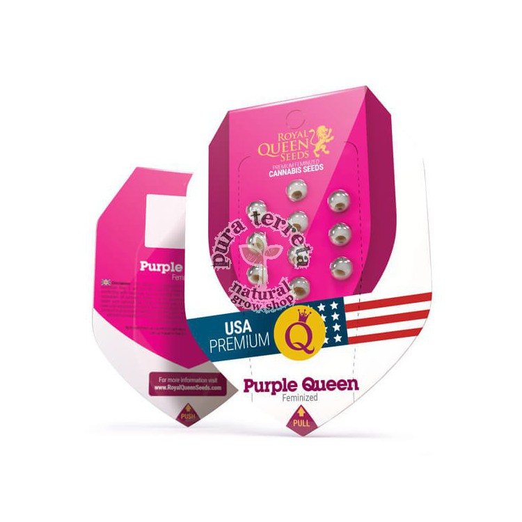 Purple Queen Royal Queen Seeds