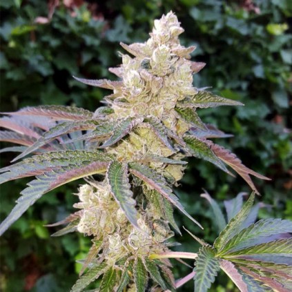 Royal Cookies Royal Queen Seeds