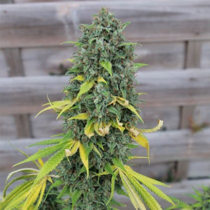 Hulkberry Royal Queen Seeds