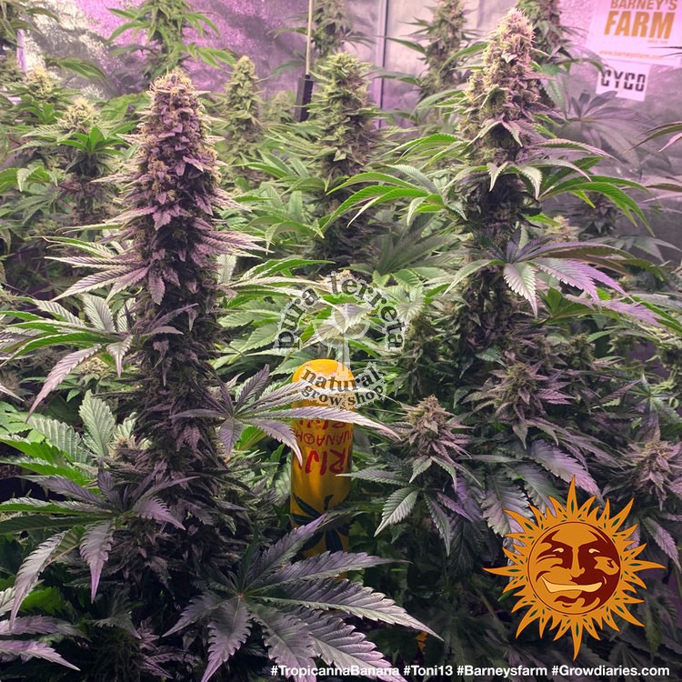 Tropicanna Banana Barney´s