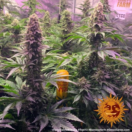 Tropicanna Banana Barney´s