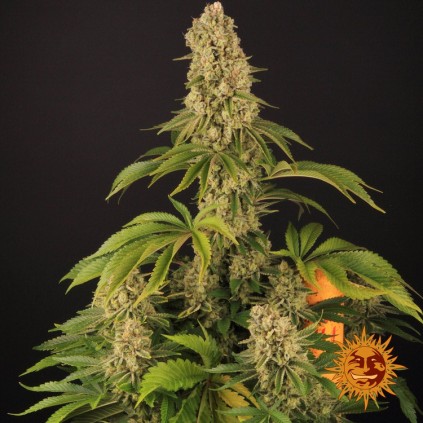 Tropicanna Banana Barney´s