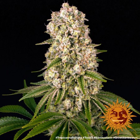 Tropicanna Banana Barney´s