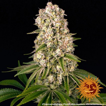 Tropicanna Banana Barney´s