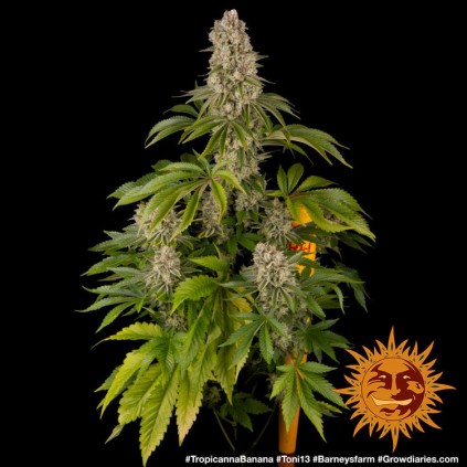 Tropicanna Banana Barney´s
