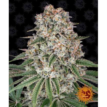 Tropicanna Banana Barney´s