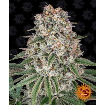 Tropicanna Banana Barney´s