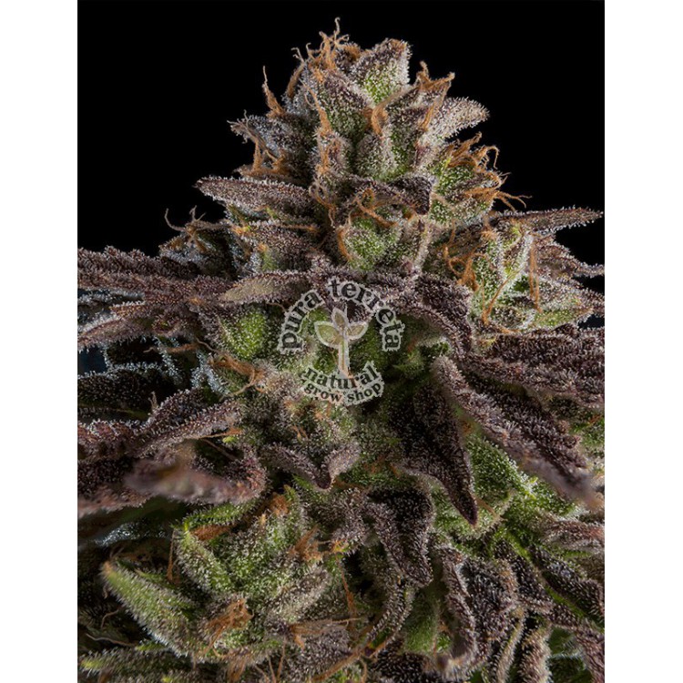 Kmintz Ripper Seeds