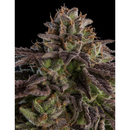 Kmintz Ripper Seeds