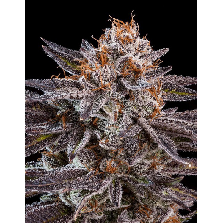 OMG Ripper Seeds