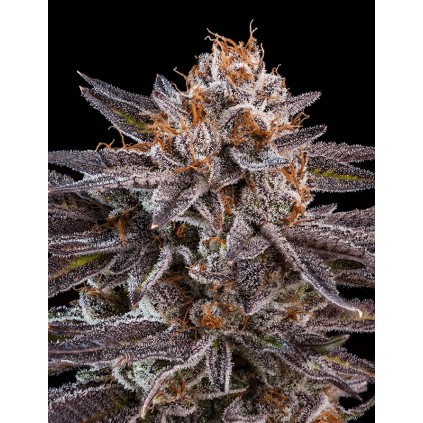 OMG Ripper Seeds