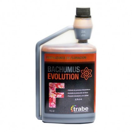 Bachumus evolution floración