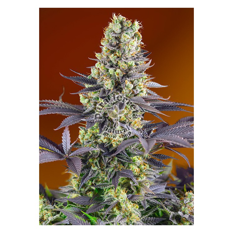 Sweet Zkittlez Sweet Seeds