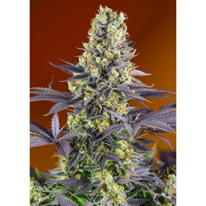 Sweet Zkittlez Sweet Seeds