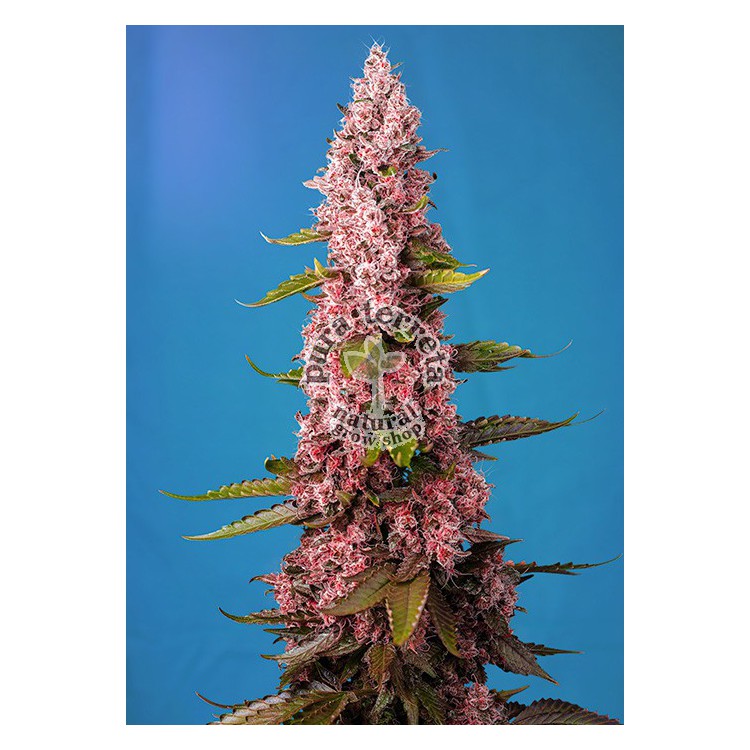 Red Hot Cookies Sweet Seeds