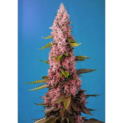 Red Hot Cookies Sweet Seeds