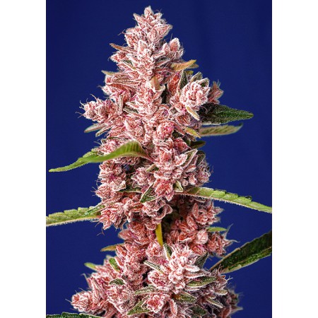 Tropicanna Poison F1 Fast Version