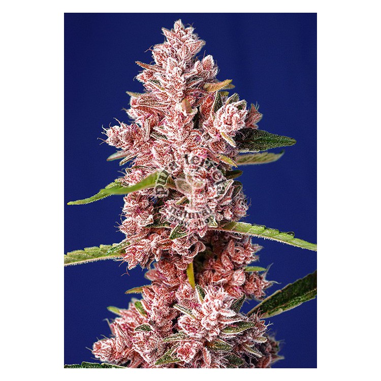 Tropicanna Poison F1 Fast Version