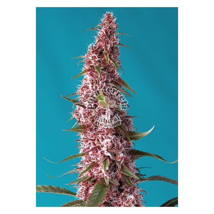 Red Pure Auto CBD Sweet Seeds