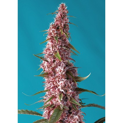 Red Pure Auto CBD Sweet Seeds