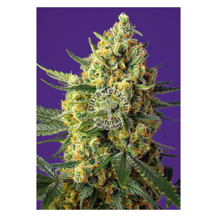 Crystal Candy XL Auto