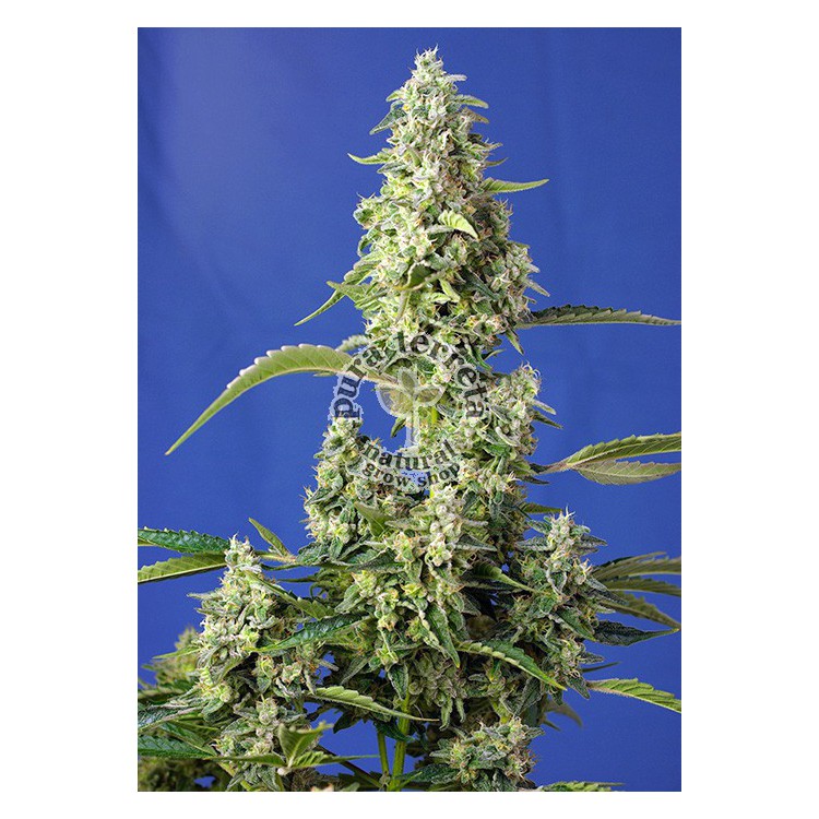 Gorilla Girl XL Auto