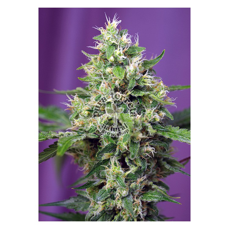 Sweet Amnesia Haze XL Auto