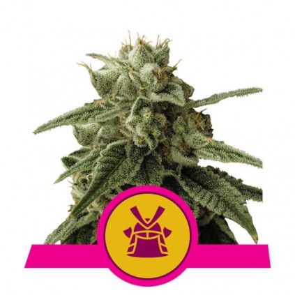 Shogun Royal Queen Seeds