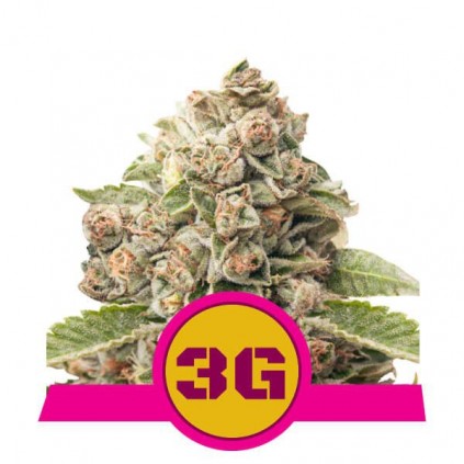 Triple G Royal Queen Seeds