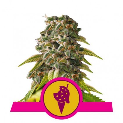 Cookies Gelato Royal Queen Seeds