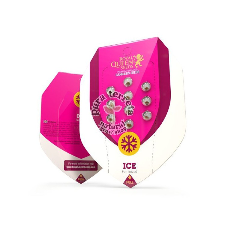 Ice Royal Queen Seeds