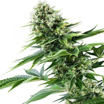 Power Flower Royal Queen Seeds