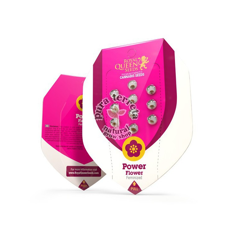 Power Flower Royal Queen Seeds