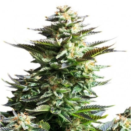 Amnesia Haze Royal Queen Seeds