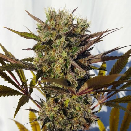 Blue Mystic Royal Queen Seeds